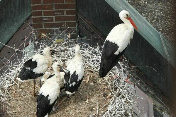 4 K�ken und ein Elternteil stehen im Nest auf der Kirche St. Georg