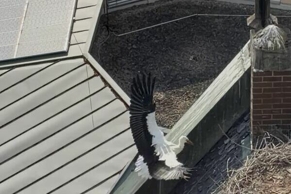 Ein Jungstorch im Anflug auf das Storchennest auf dem Dach der Kirche St. Georg