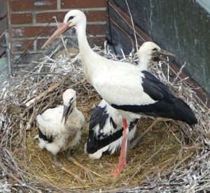Zwei Jungstrche mit Altstorch im Nest (Foto: Hans-Peter Rieder)