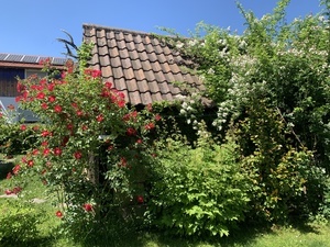 Teilnehmenden Garten hier brummt´s Teilnehmenden Garten hier brummt´s