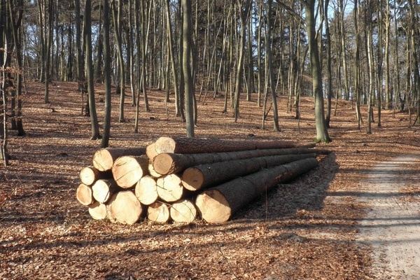 Ein Stapel mit Holzst&auml;mmen in einem Wald