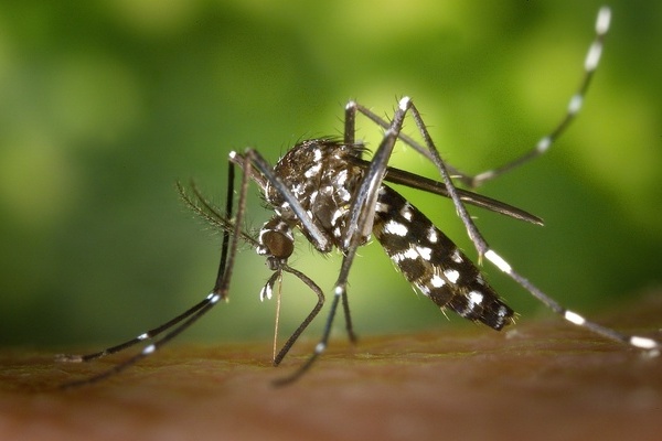 Eine Tigerm&uuml;cke beim Einstich