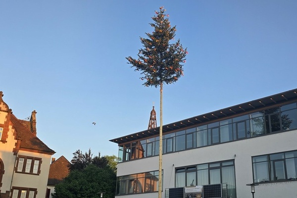 Eine B&uuml;rgermeistertanne steht auf dem Rathausplatz; im Hintergund das Neue Rathaus