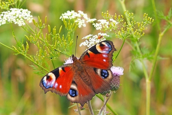 Ein bunter Schmetterling (Tagpfauenauge) sitzt auf einer weiß blühenden Pflanze; lizenzfreies Foto von pixabay